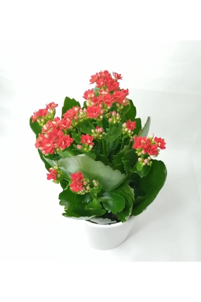 Kalanchoe Kırmızı Renkli Kalanşo Seramik Saksıda - Resim 4