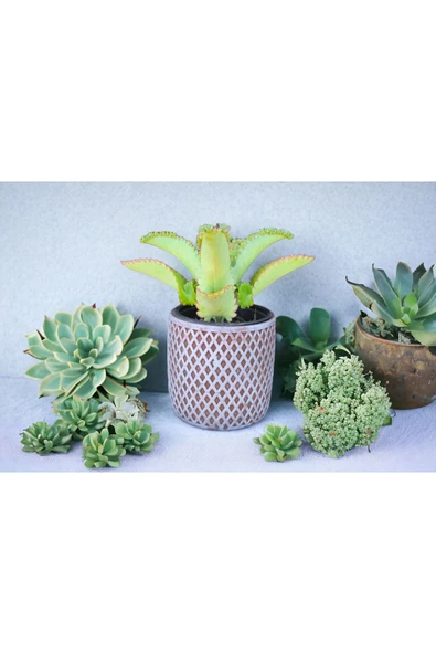 Peygamber efendimizin gözyaşı çiçeği @122 ürün görseli