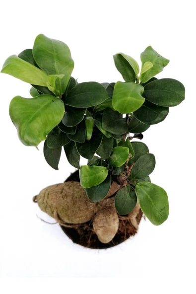 Ficus Mi Ginseng Bonsai 20-25 Cm Ev Ofis Salon Bitkisi - 3