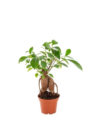 Bonsai Bitkisi - Küçük Bonsai Ağacı - Ficus Microcarpa Ginseng 7cm ürün görseli