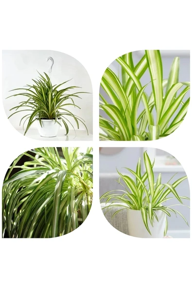 Kurdele çiçeği askılı saksıda ürün görseli