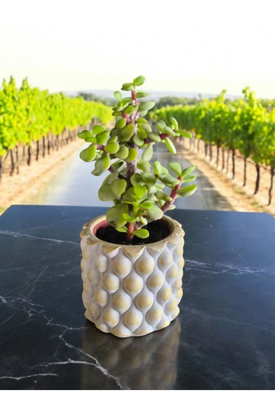 Mini Bonsai Para Ağacı Dekoratif Beton Saksıda 001 - 2