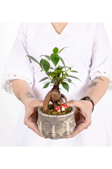 Binbir Surat Serisi Ficus Ginseng Bonsai Tasarım - Resim 3