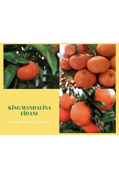 King Mandalina Fidanı ürün görseli