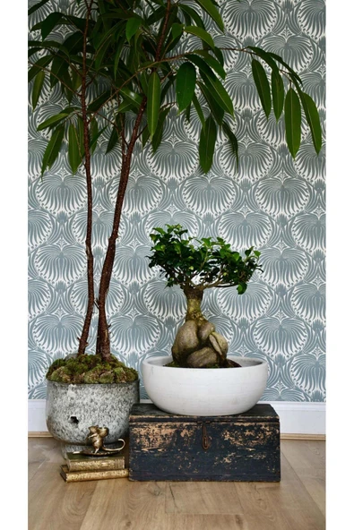 Dekoratif Saksıda Bonsai Ficus Gingseng 2500 gr Gövde 50 cm - Resim 2