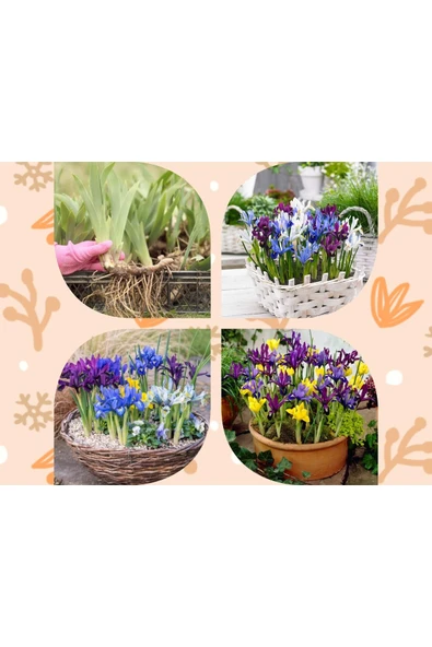 100 adet saksılık iris süsen soğanı Germany İris kampanya bd ürün görseli