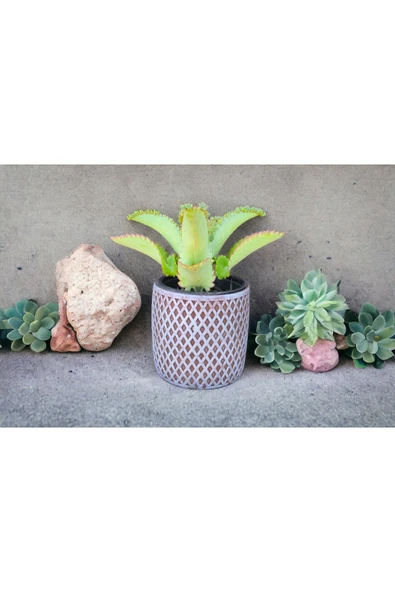 Peygamber efendimizin gözyaşı çiçeği @122 - Resim 2