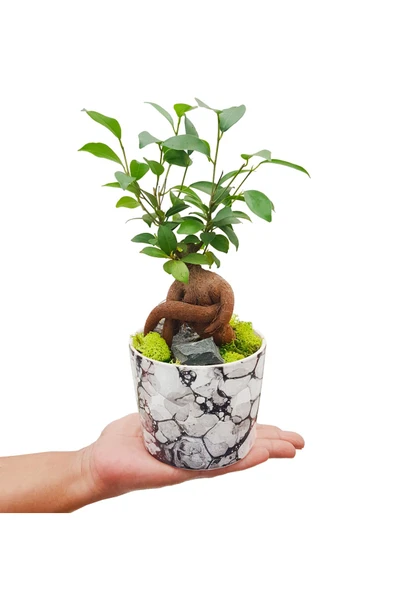Kengai Ficus Gingseng Bonsai & Granit Desenli Seramik Saksıda Bitki Tasarımı Canli Saksi Cicekleri - 2