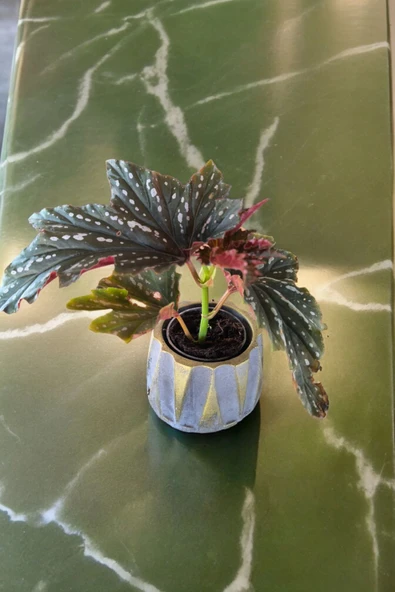 Beton Roma Sütün Saksıda Çilli Begonya - 4