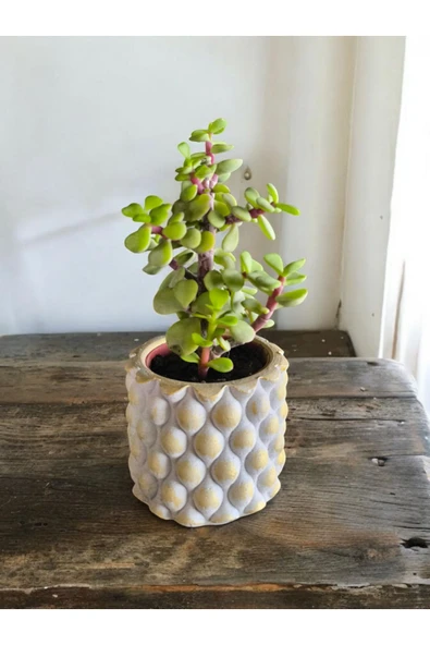 Mini Bonsai Para Ağacı Dekoratif Taş Saksıda - 2