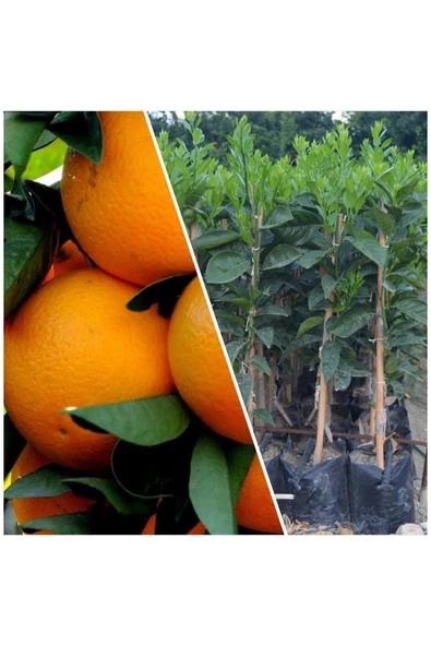 Portakal Fidanı ürün görseli