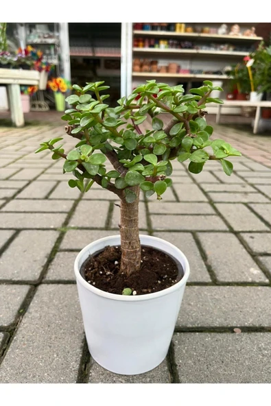 Portulacaria Afra Bonzai ürün görseli 1