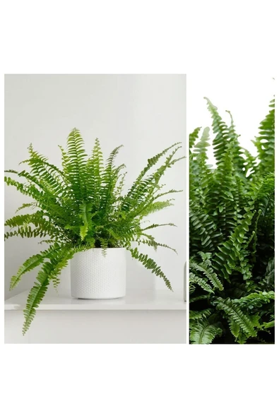 Aşk Merdiveni Dekoratif Saksıda ürün görseli