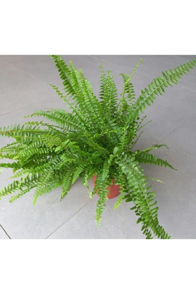Nephrolepsis (aşk Merdiveni)