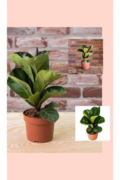 2 Adet Ficus Bambino Lyrata Keman Yapraklı Kauçuk Ağacı ürün görseli