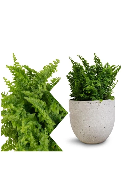 Aşk Merdiveni Dekoratif Saksıda - Resim 2