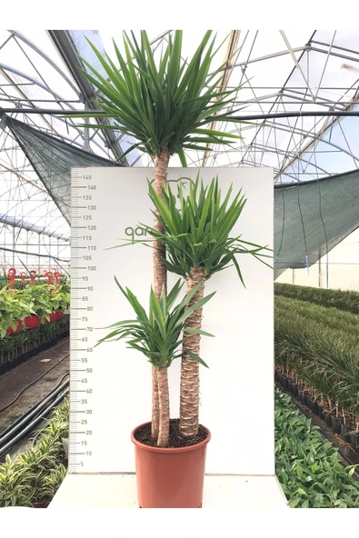 3 Köklü Dev Yucca ürün görseli