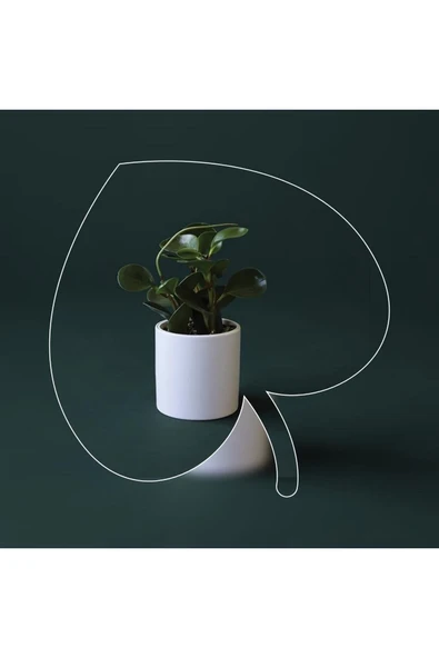 Peperomia Obtusifolia 10.5 Seramik Saksıda ürün görseli