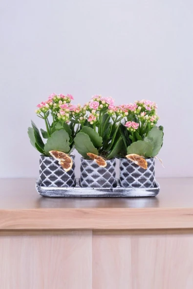 Dekoratif Taş saksılarda kalanşo bitkileri kalanchoe 001lpd - 3