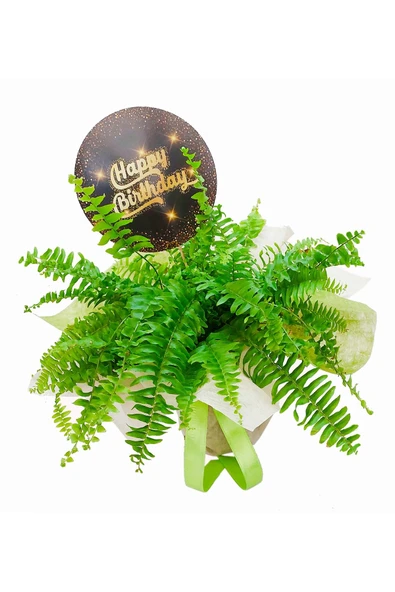 Aşk Merdiveni Nephrolepis Yeşil Canlı Bitki Özel Ambalajlı & Dekoratif Bitki & Doğum Günü Kartlı - 1