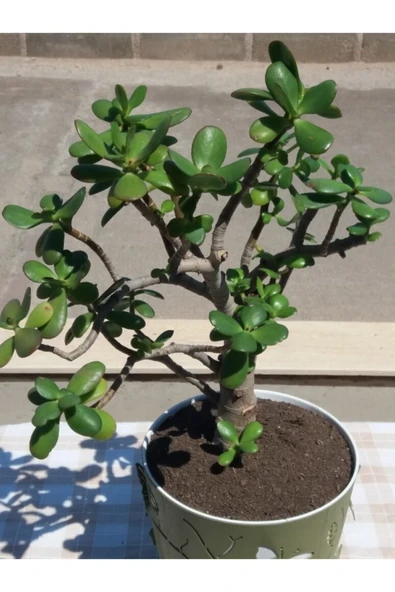 Crassula Ovata- Para Çiçeği- Bereket Bitkisi- 50-65 Cm - Resim 6