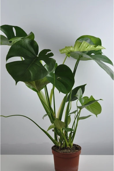 Deve Tabanı Büyük Boy Monstera Deliciosa 2 - Resim 2