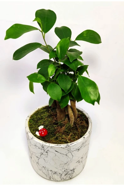 Dekoratif Desenli Saksıda Mini Bonsai - 4