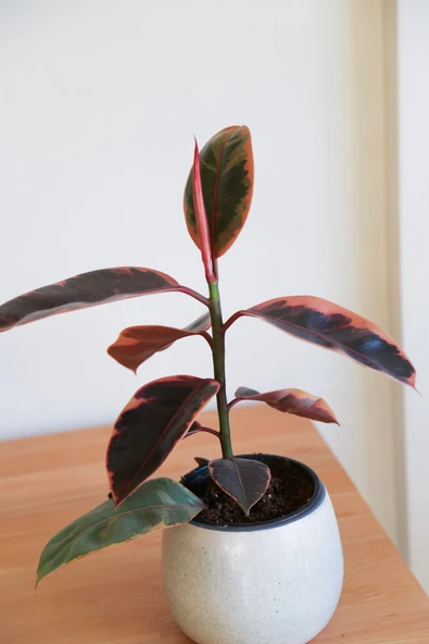 Ficus Elastica Belize-Pembe Kauçuk Ağacı-40-50 cm-Ev Ofis Salon İç Mekan Bitkisi - 2