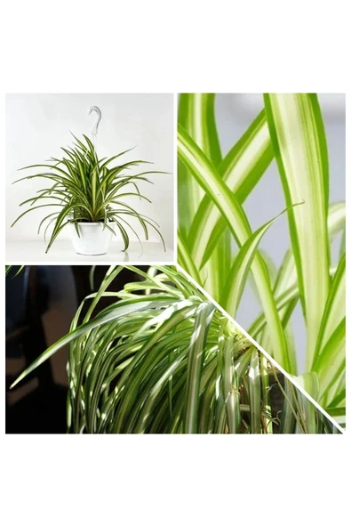 Kurdele çiçeği askılı saksıda - Resim 4