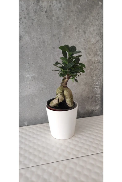 Ficus Bonsai Agacı Seramik Saksıda (peri ) ürün görseli