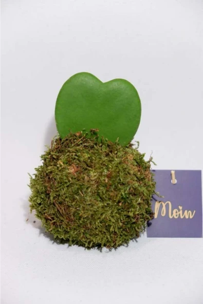 Kokedama Hoya Kerii - Resim 2