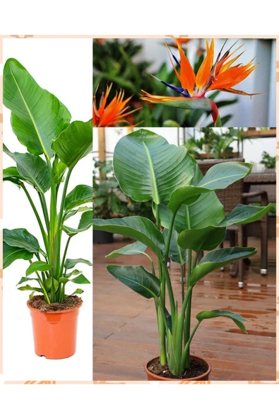 Starliçe 3 köklü 120-150 cm - Resim 2