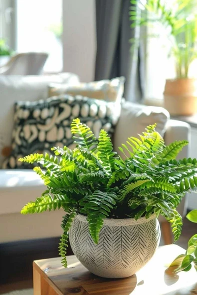 Aşk Merdiveni Bitkisi / Nephrolepis Exeltata / 30-50 Cm / Salon Eğreltisi / Sevilen Bitki - Resim 7