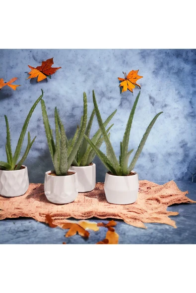 Dekoratif Saksıda Aloevea 1 Adet - Resim 3