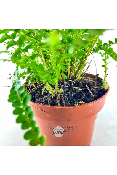 Nephrolepis Exaltata Duffy (12 cm Saksıda) Özel Tür Aşk Merdiveni Eğrelti - Resim 7