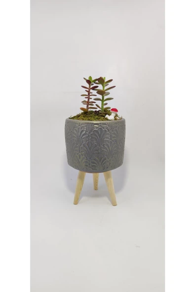 Dekoratif Desenli Saksıda Crassula