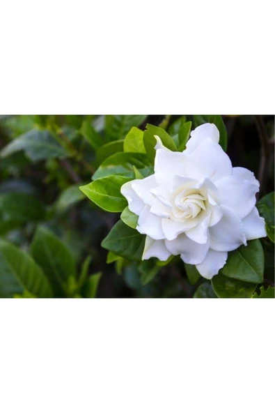 Vip Gardenya Bitkisi Mukemmel form 25 cm - Resim 3