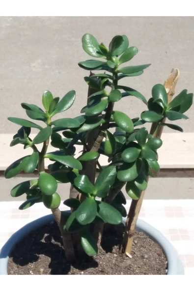 Crassula Ovata- Para Çiçeği- Bereket Bitkisi- 35-45 Cm 1,5 Yaşında - Resim 3