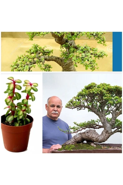 Bonsai Ağacı Fidesi Afra Yeşim 5.5 828o2oroor ürün görseli 1