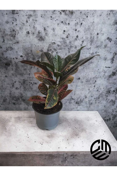 Croton Petra Kroton İthal 30-40 Cm Saksıda Canlı Ev Ofis Salon Bitkisi ürün görseli