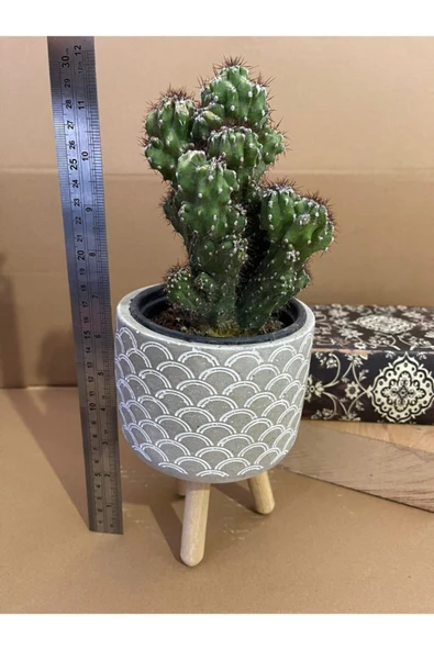 Cereus Peruvianusun Cristata 12*9 Cm Beton Ayaklı Saksıda Radyasyon Emici Kaktüs Iç Mekan Bitkisi ürün görseli 1