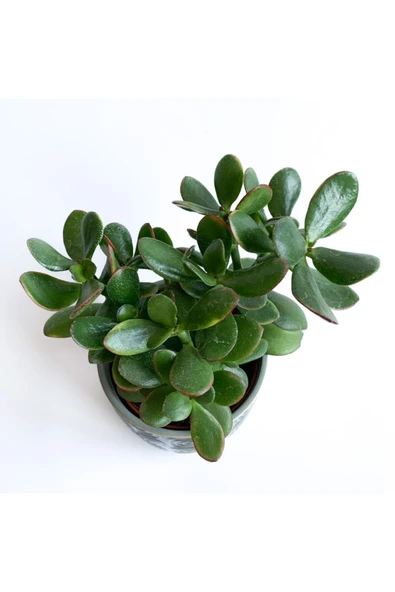 Crassula Ovata - Para Çiçeği 'gri Saksılı' - Resim 4