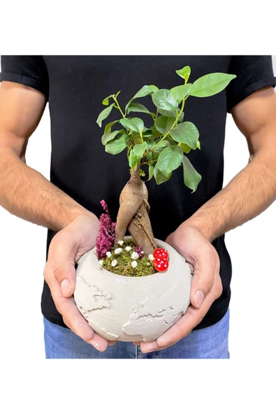Beton Dünya Saksıda Mini Ficus Ginseng Bonsai - 3