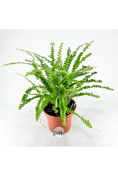 Nephrolepis Exaltata Duffy (12 cm Saksıda) Özel Tür Aşk Merdiveni Eğrelti ürün görseli
