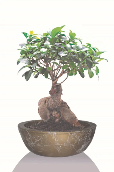 Büyük Boy Bonsai Saksı, Gold Geniş Saksı