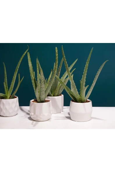 Dekoratif Saksıda Aloevea 1 Adet a01 - Resim 4