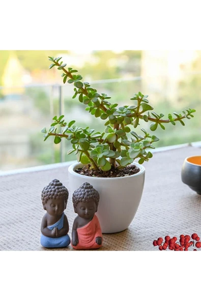 Hediyelik Para Ağacı Dekoratif Saksıda Bonsai no2 - 2
