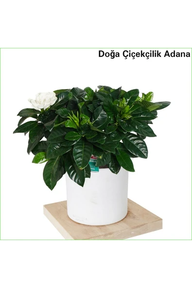 Gardenya Dekoratif Saksıda Hava Temizleyici Çiçek ürün görseli