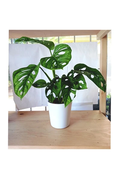 Monstera Adansonii Monkey - Resim 4