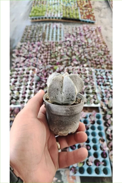 Papaz Takkesi Kaktüsü 6.5 Saksıda ürün görseli